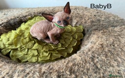 Sphynx cats for sale: Exquisite Sphynx Kittens - Image 20