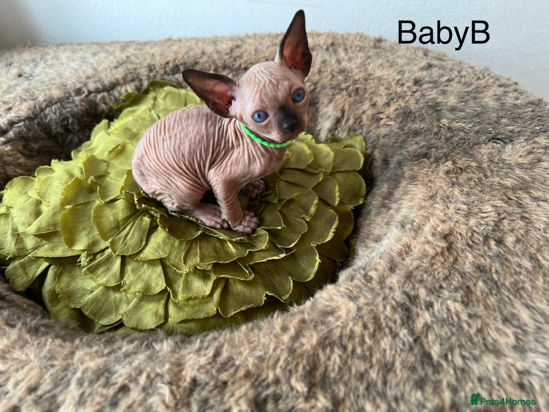 Sphynx cats for sale: Exquisite Sphynx Kittens - Image 20