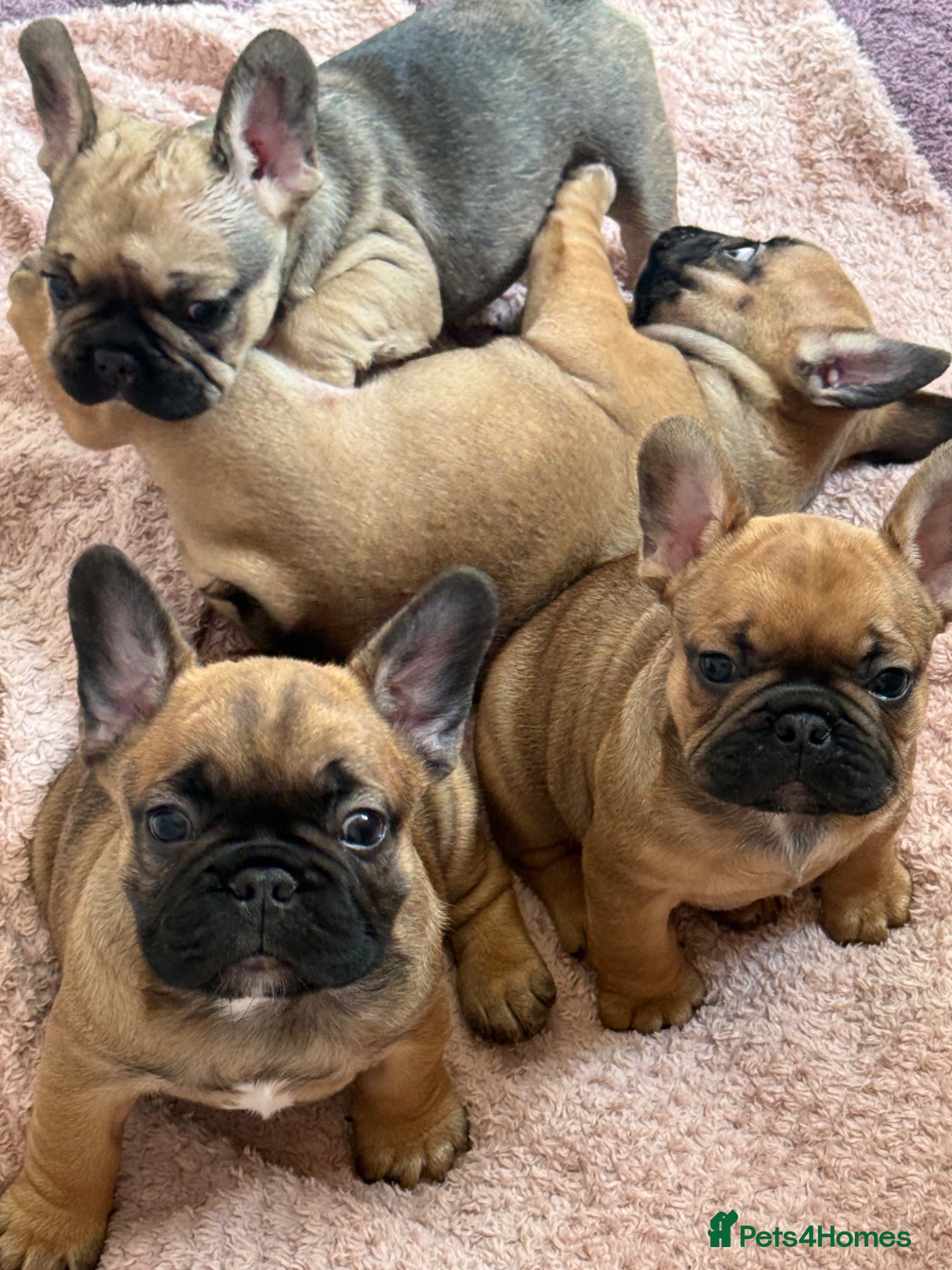 French Bulldog dogs TOP QUALITY KC REG FRENCH BULLDOG PUPPIES(HEALTHT) - Advert 10
