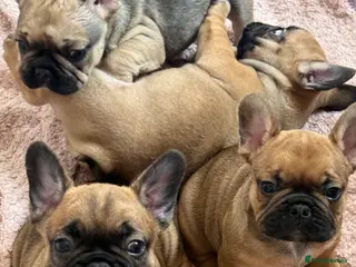 French Bulldog dogs TOP QUALITY KC REG FRENCH BULLDOG PUPPIES(HEALTHT) - Advert 10