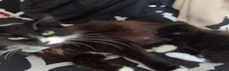 British Longhair cats for sale: 2 male kittens for sale - Advert 12