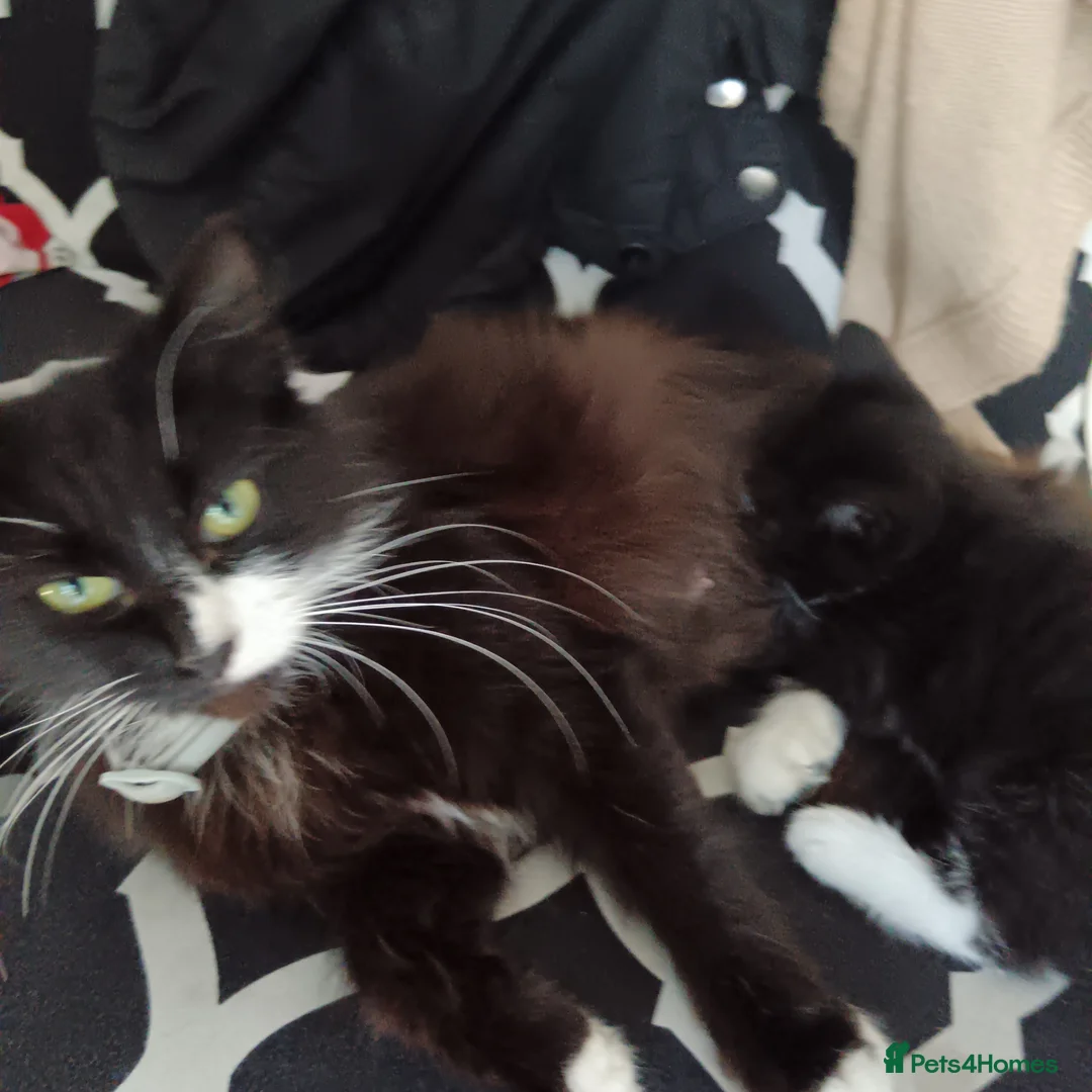 British Longhair cats for sale: 2 male kittens for sale - Advert 12