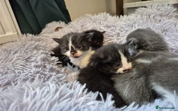 Ragdoll cats for sale: Ragdoll X Kittens  - Image 19