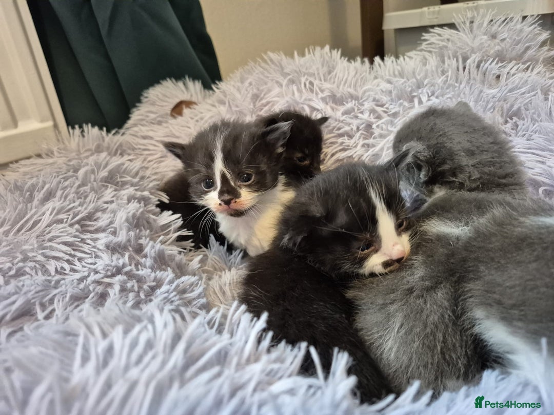Ragdoll cats for sale: Ragdoll X Kittens  - Image 19