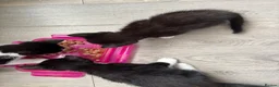 Mixed Breed cats for sale: 3 kittens needing forever homes - Advert 5