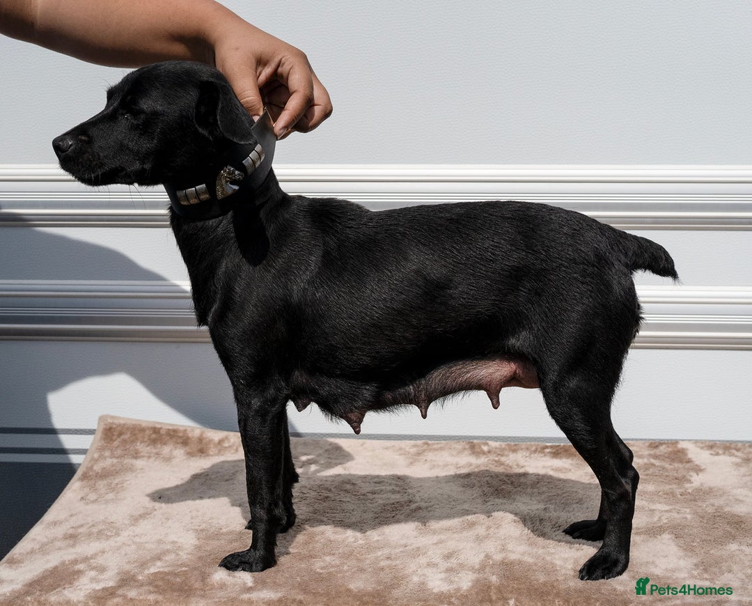 Patterdale Terrier dogs for sale: Strong and sturdy patterdale puppies  - Image 9