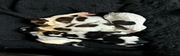 Sprocker dogs for sale: Family / Working Sproker Spaniels  - Advert 9