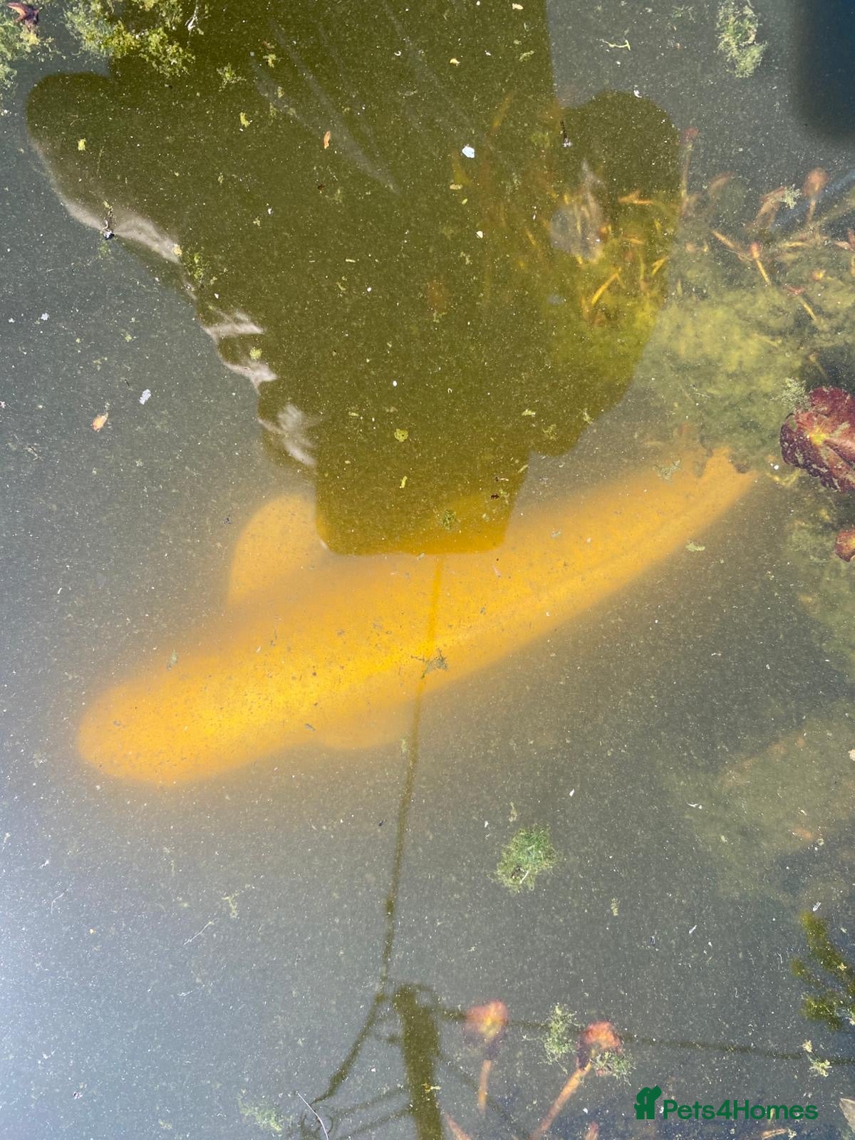 Koi Carp fish 1 carp 1 large goldfish  - Advert 1