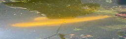 Koi Carp fish for sale: 1 carp 1 large goldfish  in Polegate - Advert 1