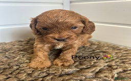 Cavapoo dogs for sale: F1 CAVAPOO BABIES 5🌟LICENSED BREEDER  - Image 11