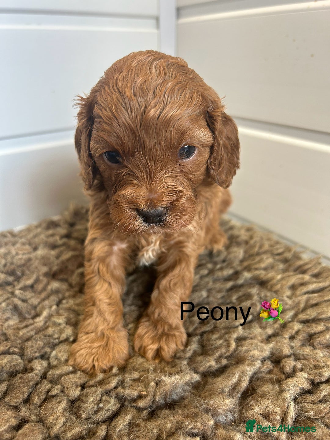 Cavapoo dogs for sale: F1 CAVAPOO BABIES 5🌟LICENSED BREEDER  - Image 11