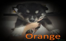 Shepsky dogs for sale: Siberian husky hybrid pups - Image 18