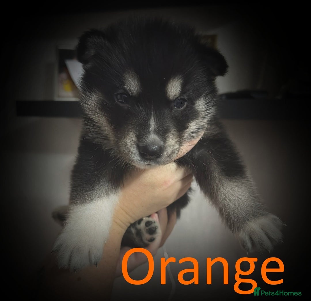 Shepsky dogs for sale: Siberian husky hybrid pups - Image 18