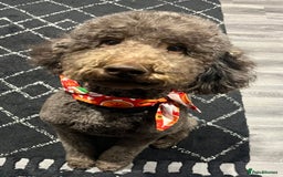 Labradoodle dogs for sale: Waiting List Now Open – Labradoodle Puppies! 🐾 - Image 4
