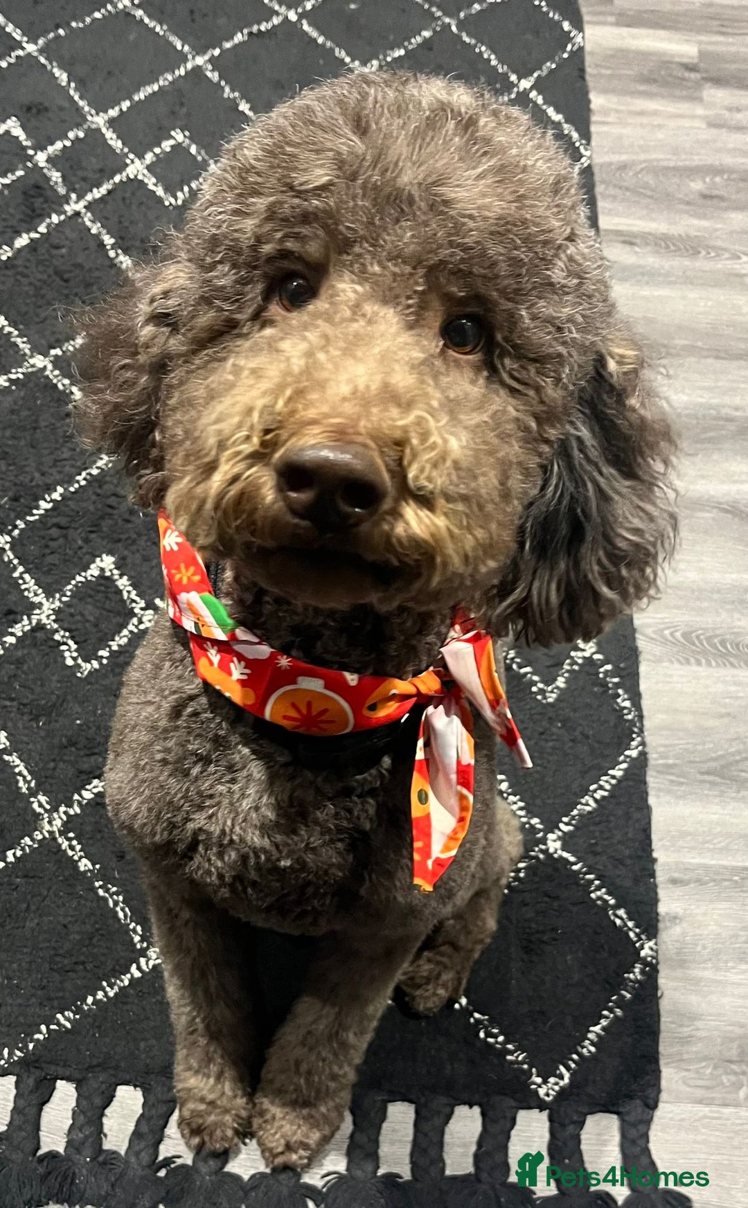 Labradoodle dogs for sale: Waiting List Now Open – Labradoodle Puppies! 🐾 - Image 4