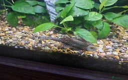 Mollies fish for sale: Molly and ancistrus fish - Image 5