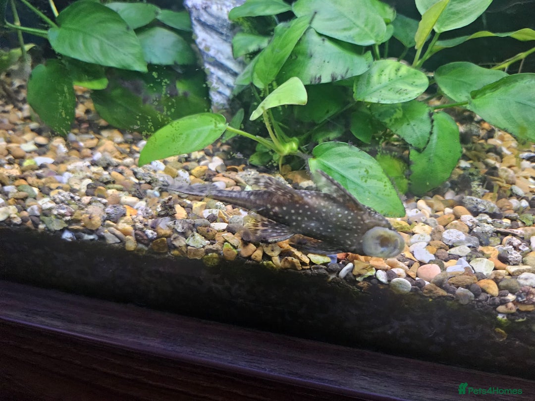 Mollies fish for sale: Molly and ancistrus fish - Image 5