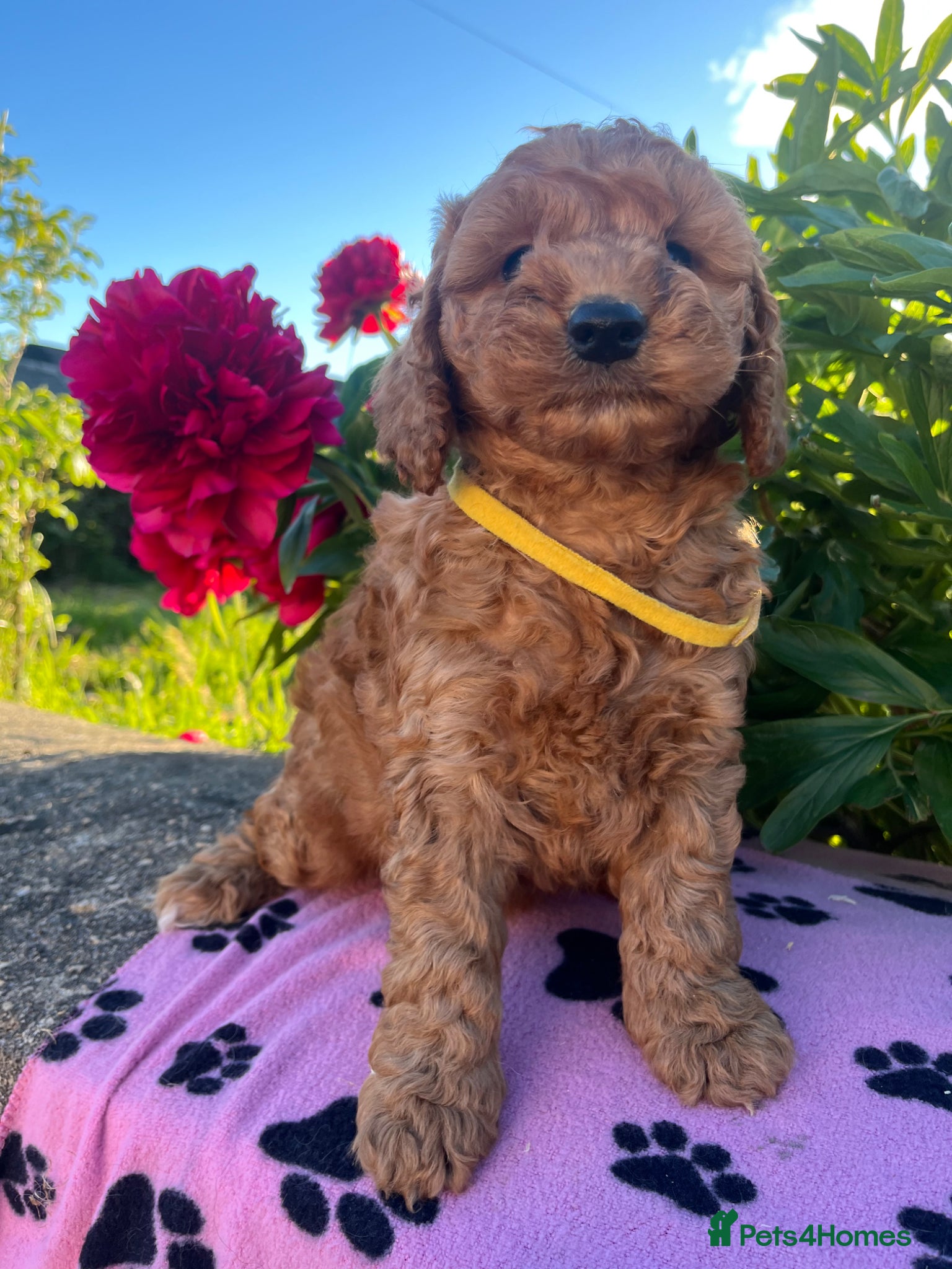 Cockapoo dogs Stunning cockapoo puppies  - Advert 4