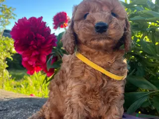 Cockapoo dogs Stunning cockapoo puppies - Advert 4
