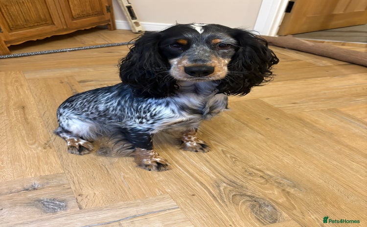 Cocker Spaniel dogs - Advert 12