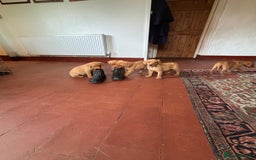 Labrador Retriever dogs for sale: KC FOX RED LABRADORS  - Image 9