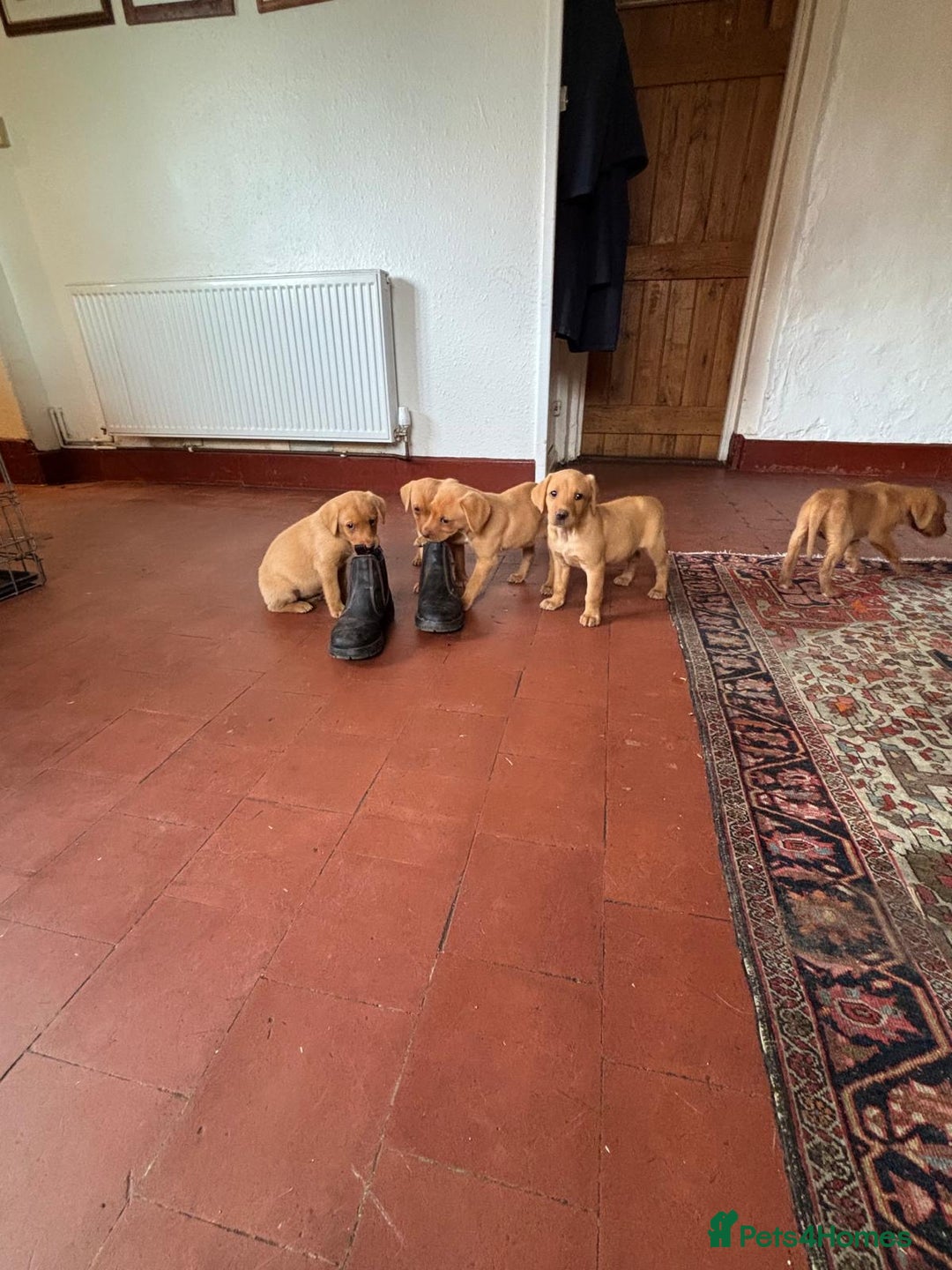Labrador Retriever dogs for sale: KC FOX RED LABRADORS  - Image 9