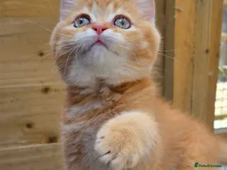 British Shorthair cats 🧡 1 British Tabby Cutie SH 🧡 - Advert 18