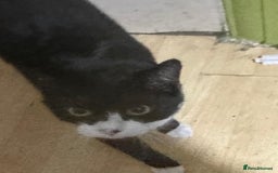 Mixed Breed cats for adoption: Molly and Donny need a home of their own - Image 2