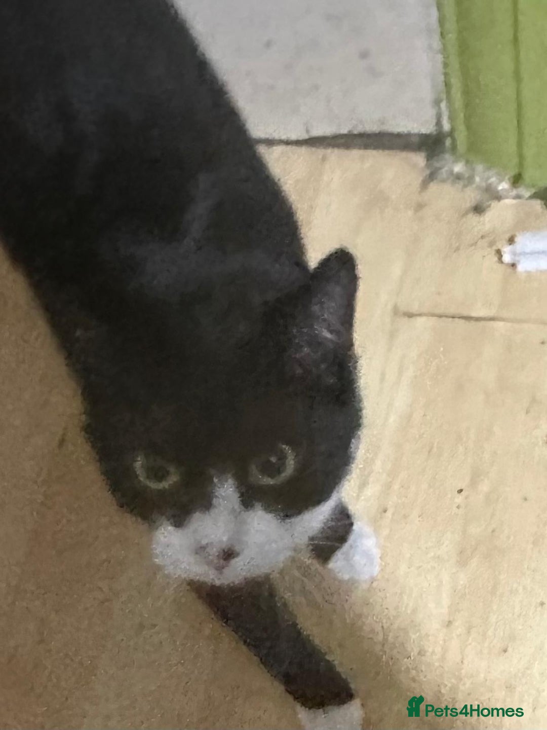 Mixed Breed cats for adoption: Molly and Donny need a home of their own - Image 2