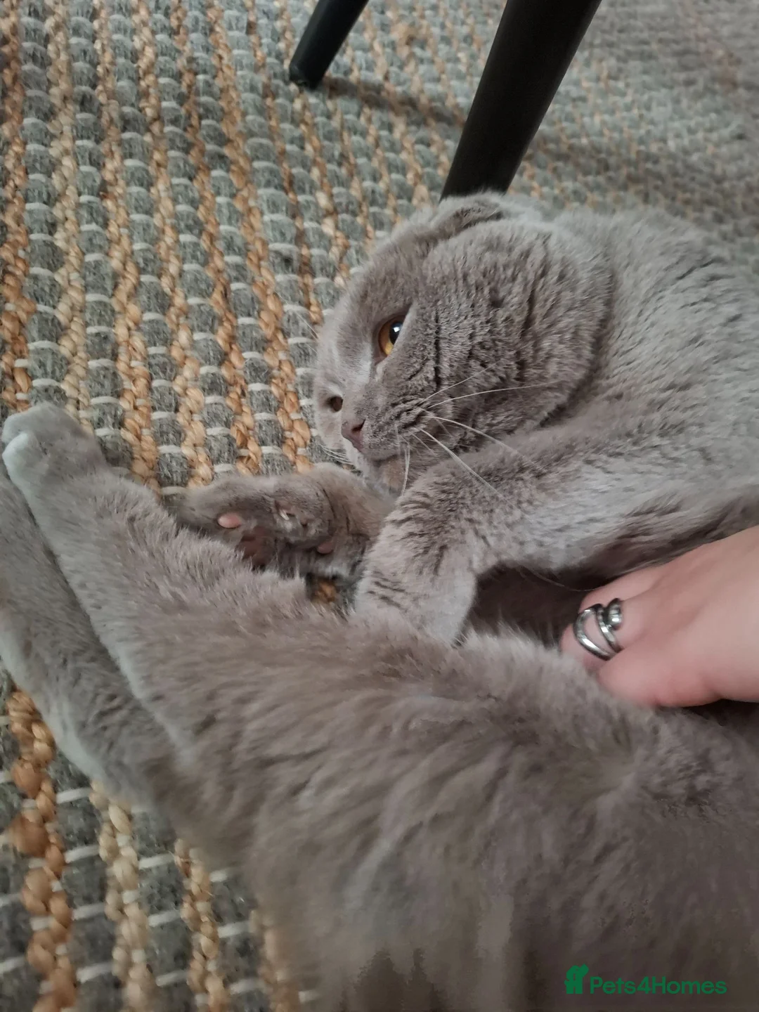 Scottish Fold cats for sale: Lovely Scottish fold male in Edinburgh - Advert 2