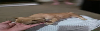 French Bulldog 2