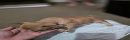 French Bulldog dogs for sale: French bulldog puppies - Advert 10