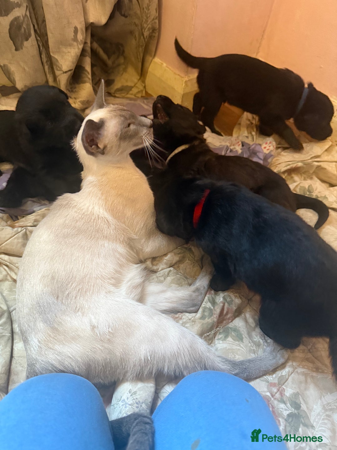 Mixed Breed dogs for sale: Beautiful Labrador x shepherd puppies - Image 9