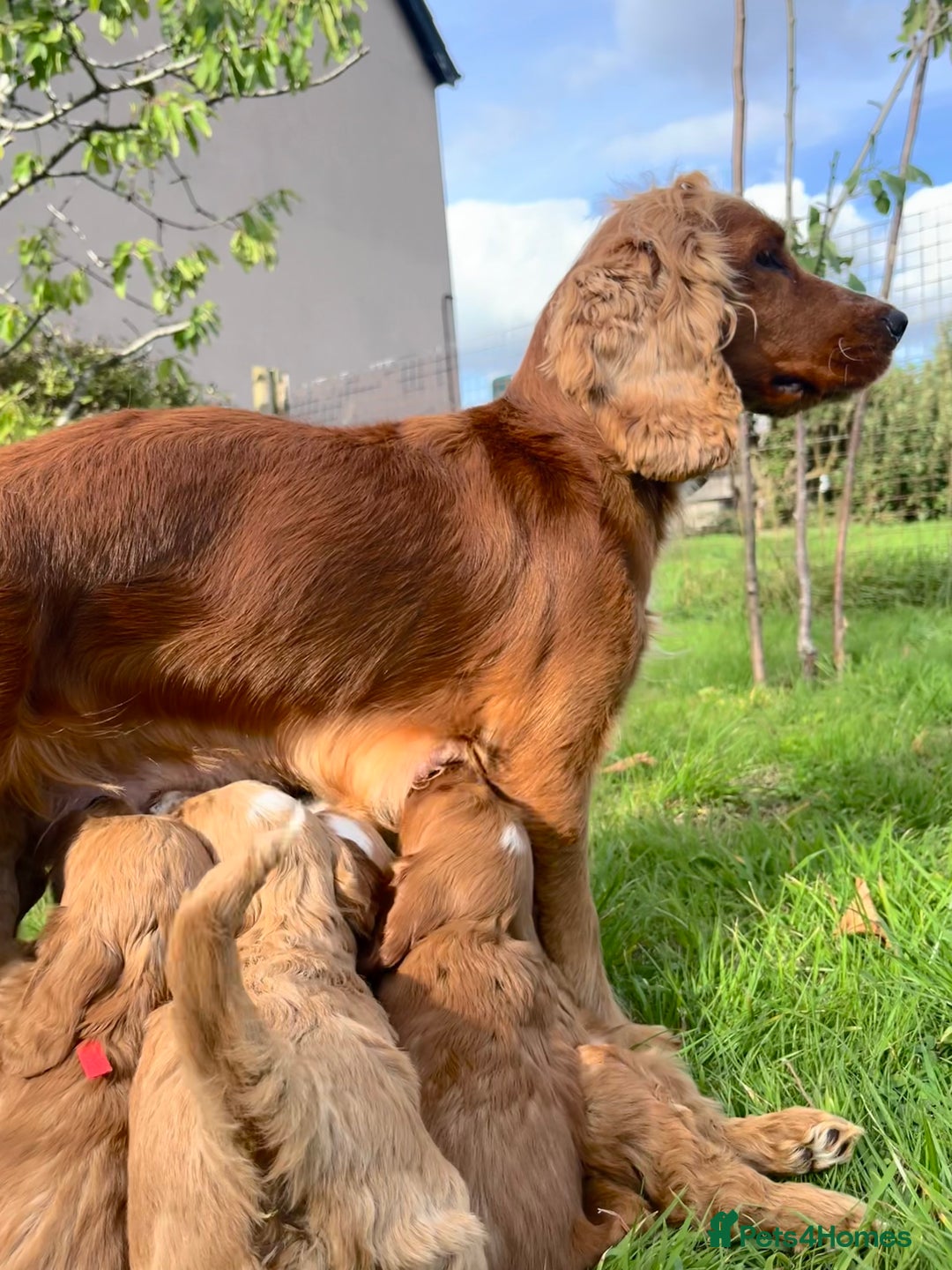 Cockapoo dogs for sale: 🌟Golden Cockapoos🌟 - Image 2