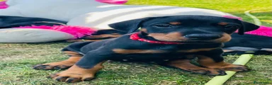 Dobermann Puppy Red