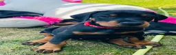 Dobermann dogs for sale: KC registered exclusive Dobermann puppies  - Advert 28