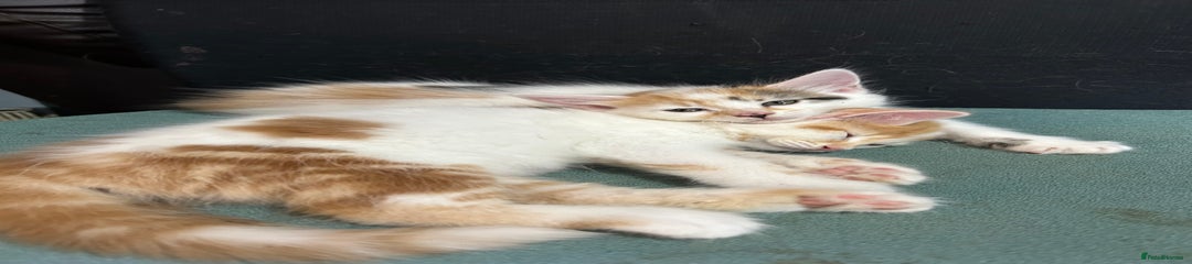 Mixed Breed Kitten 2