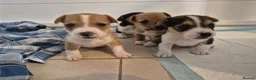 Jack Russell dogs for sale: Short legged jack russels in Harwich - Advert 7