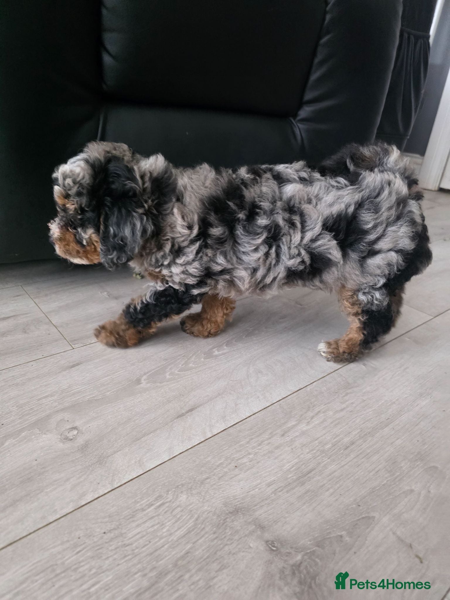 Poochon dogs 4 beautiful poochon puppys for sale  - Advert 2