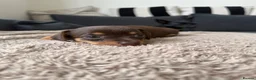 Chiweenie dogs for sale: Miniature Dachshund x Chihuahua  - Advert 8