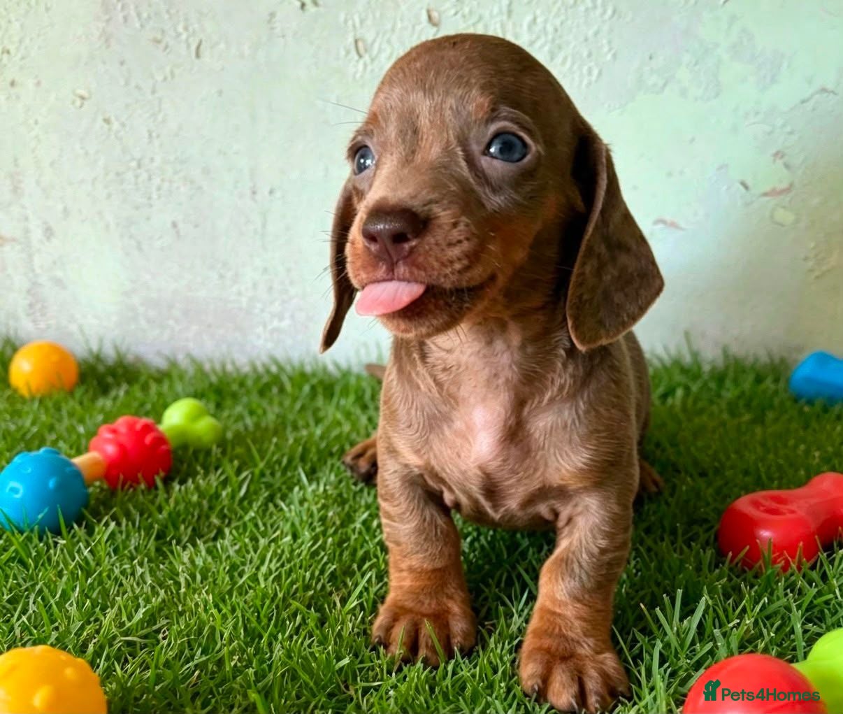 Miniature Dachshund dogs 🐾 Gorgeous Miniature Dachshund Puppies 🐾 - Advert 2