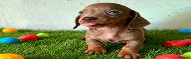 Hugo