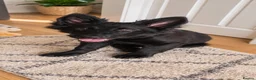 German Shepherd dogs for sale: Millie german shepherd puppy - Advert 1