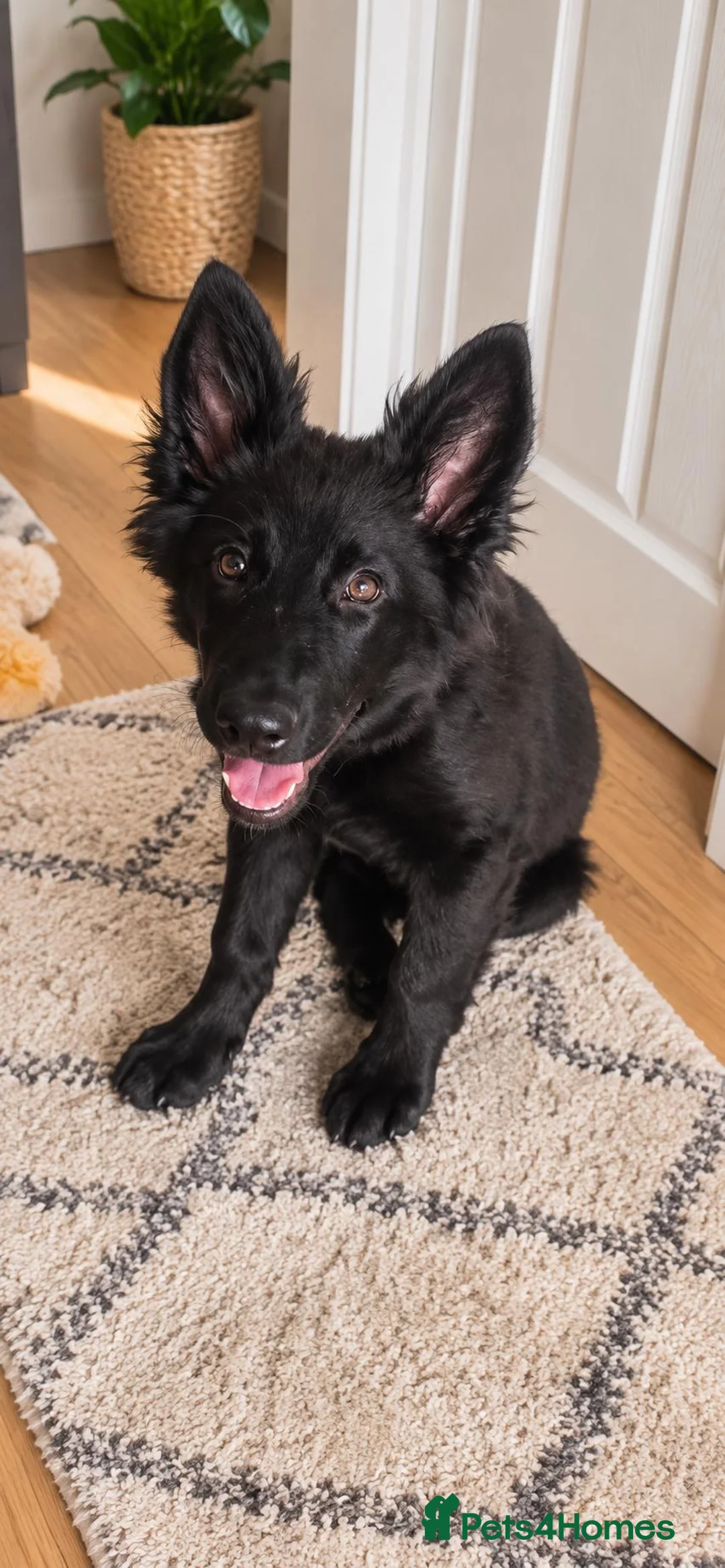 German Shepherd dogs for sale: Millie german shepherd puppy - Advert 1