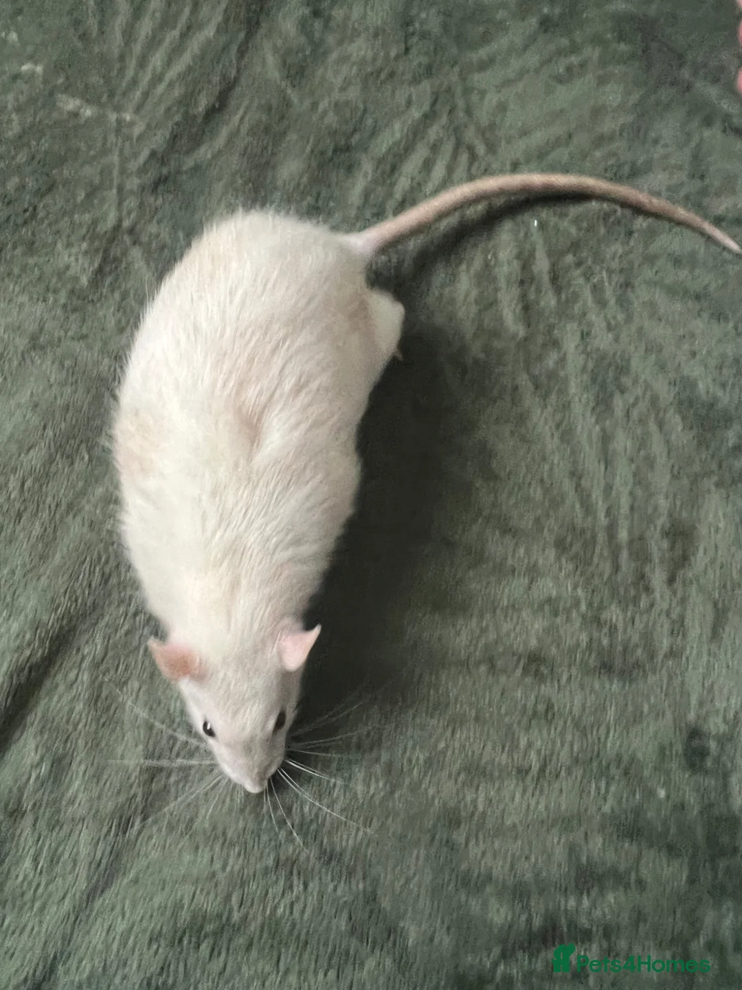 Rat rodents for sale: 2 Dumbo Rats - Advert 1
