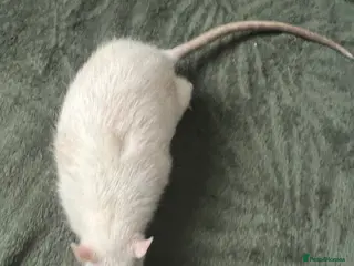 Rat rodents 2 Dumbo Rats - Advert 4