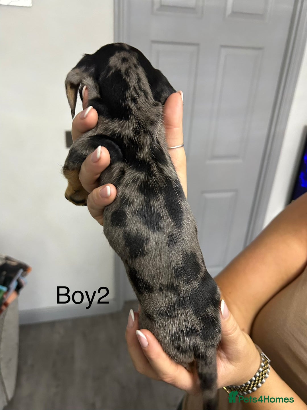 Miniature Dachshund dogs for sale: Miniature dachshund puppies  - Advert 5