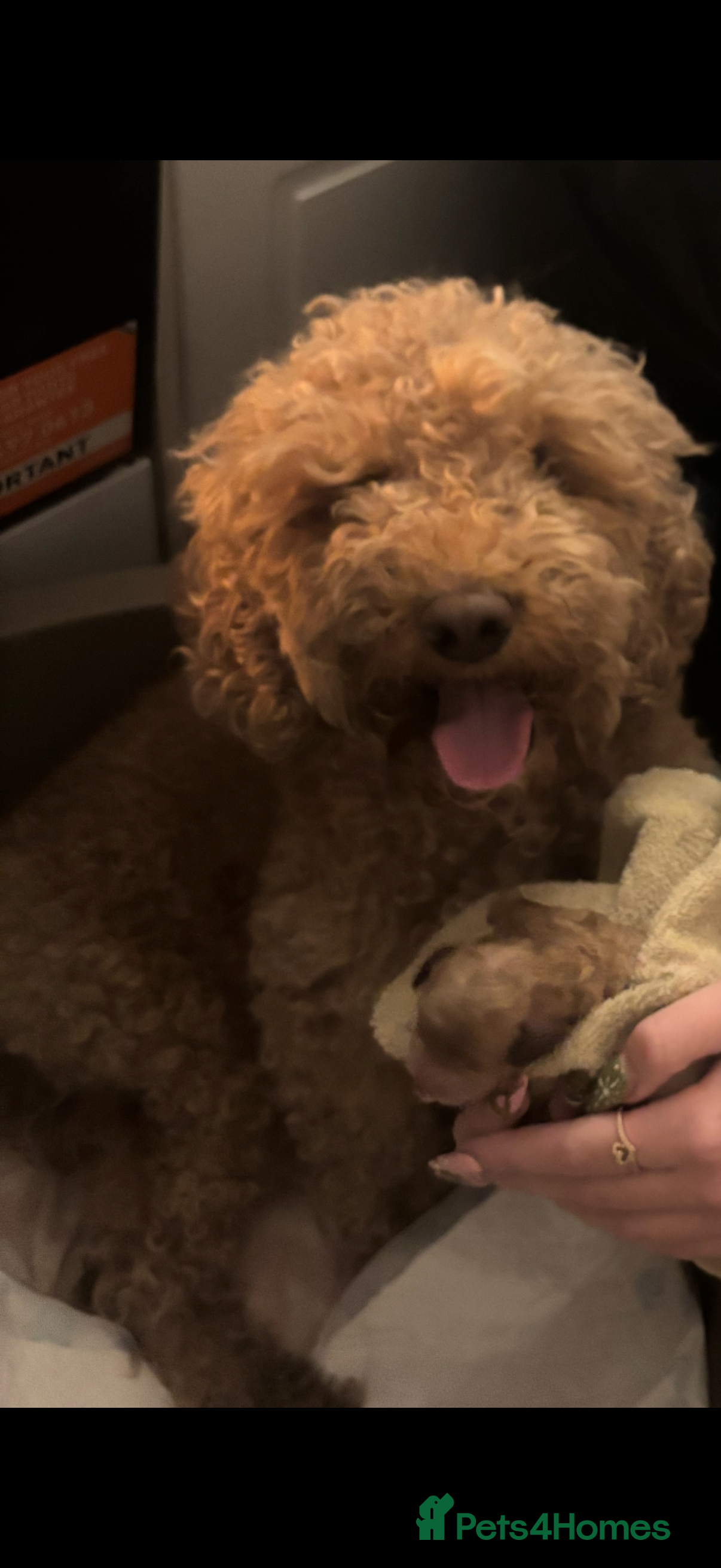 Cockapoo dogs F1 cockapoo  - Advert 1