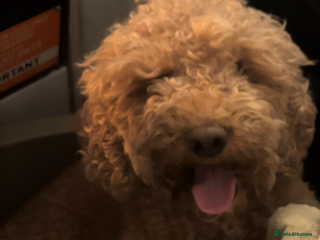 Cockapoo dogs F1 cockapoo - Advert 1