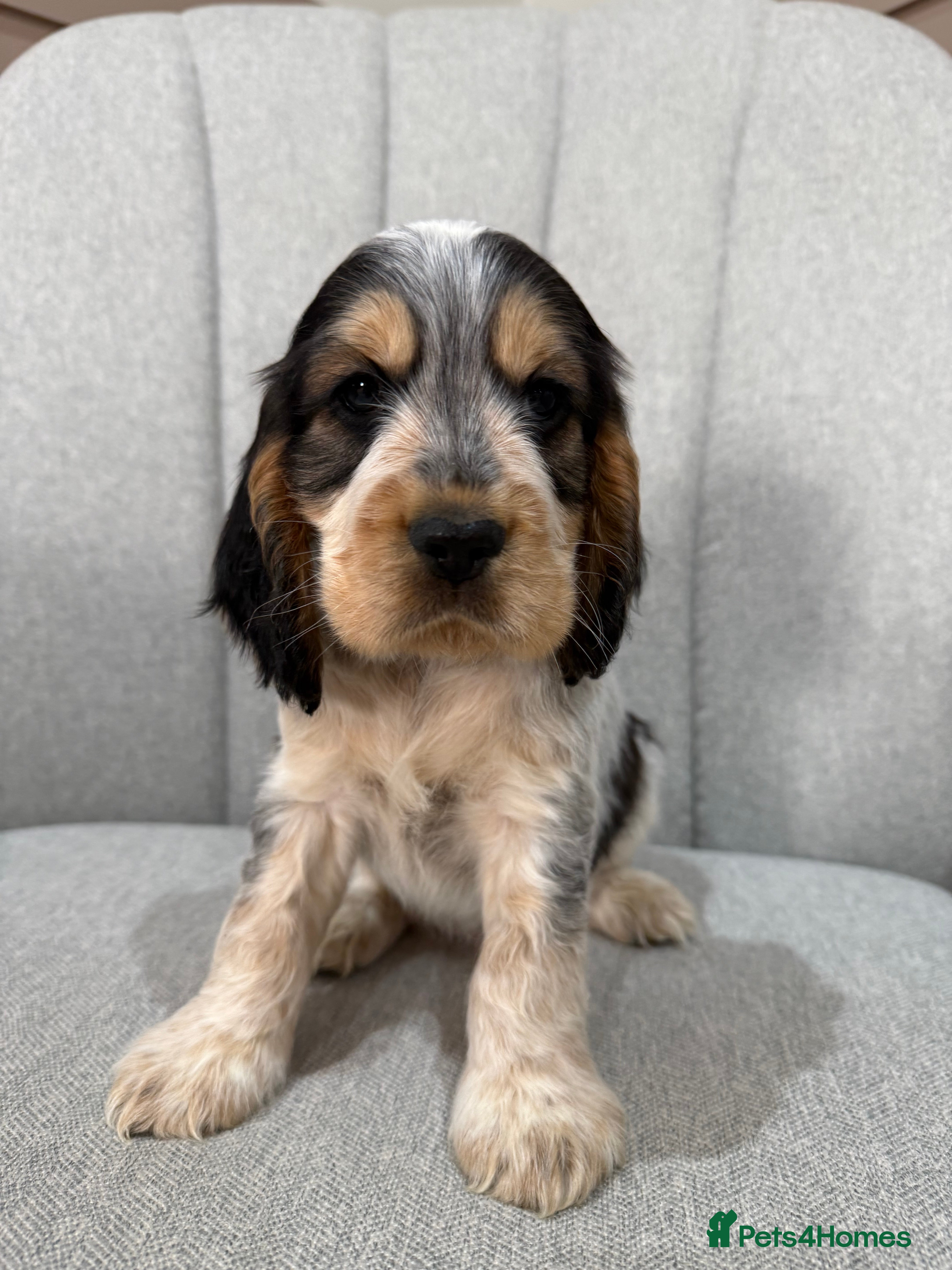 Cocker Spaniel dogs Quality Health Tested KC Reg Show cocker spaniels  - Advert 2